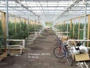 5000-Plant-Marijuana-Grow-Operation_0.