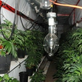 CFSEU-BC uncovers another underground marijuana grow-op