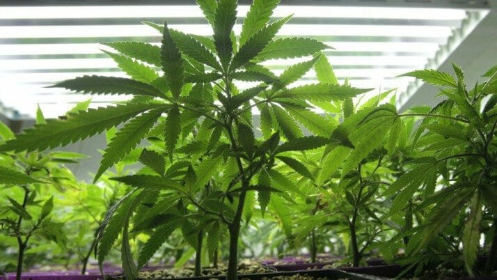 CFSEU-BC Shuts Down Four Sophisticated Marijuana Grow Ops